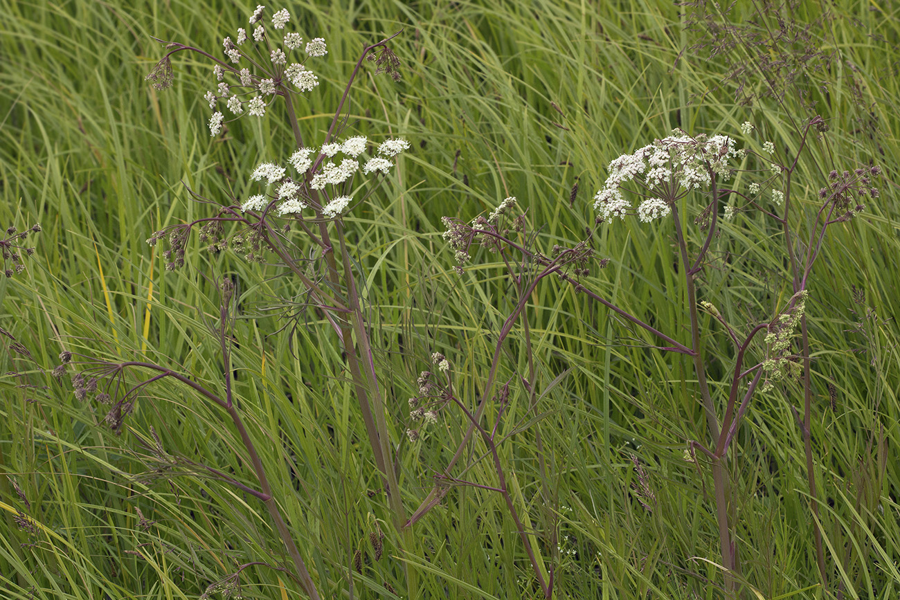 Image of Cicuta virosa specimen.