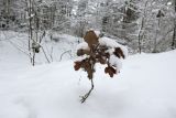 Quercus robur. Молодое деревце (\"зимняя\" форма) с неопавшими листьями. Беларусь, г. Гродно, лесопарк Пышки. 24.12.2018.