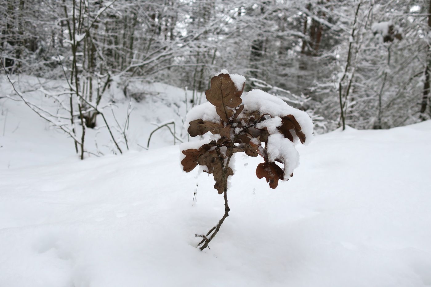 Image of Quercus robur specimen.