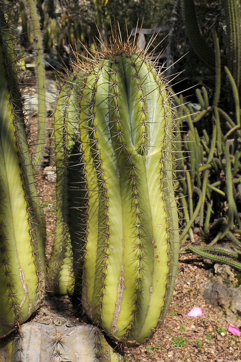 Изображение особи Trichocereus terscheckii.