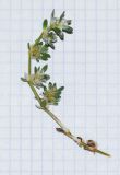 Image of taxon representative. Author is Татьяна Мальчинская