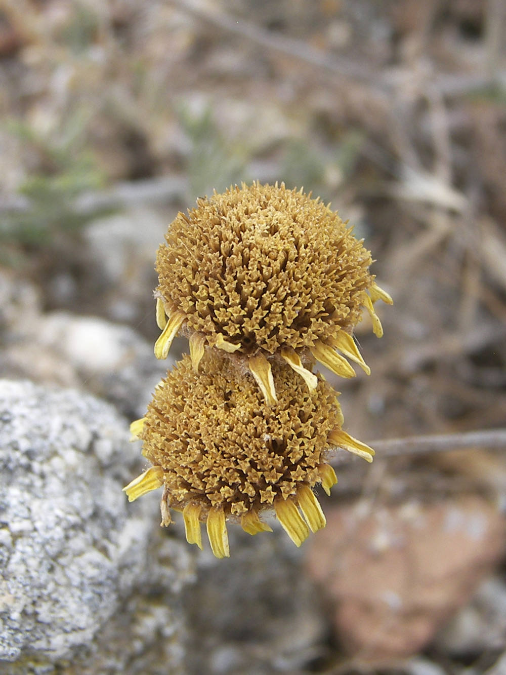 Изображение особи Anthemis monantha.