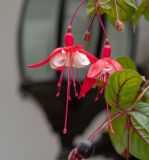 genus Fuchsia. Цветки и созревающий плод. Перу, г. Лима, р-н Мирафлорес, внутренний дворик гостиницы. 09.10.2019.