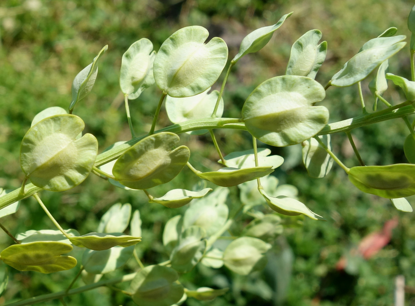 Image of Thlaspi arvense specimen.