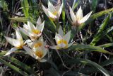 Tulipa turkestanica. Цветущие растения. Казахстан, Туркестанская обл., Тюлькубасский р-н, окр. с. Жабаглы, ≈ 1400 м н.у.м., на каменистом склоне. 30 марта 2020 г.