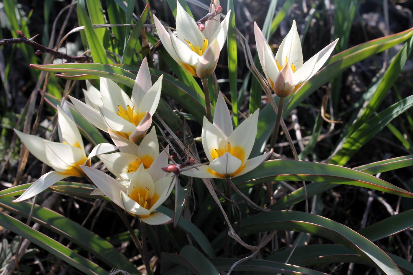 Изображение особи Tulipa turkestanica.