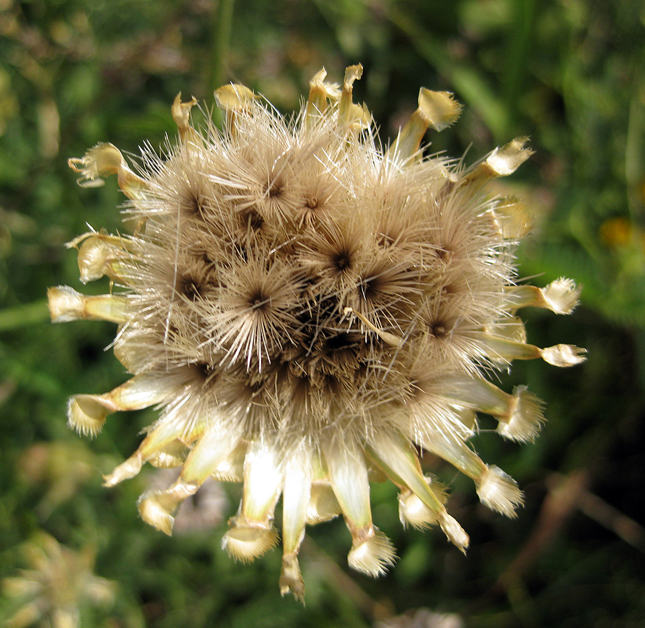 Изображение особи Centaurea orientalis.