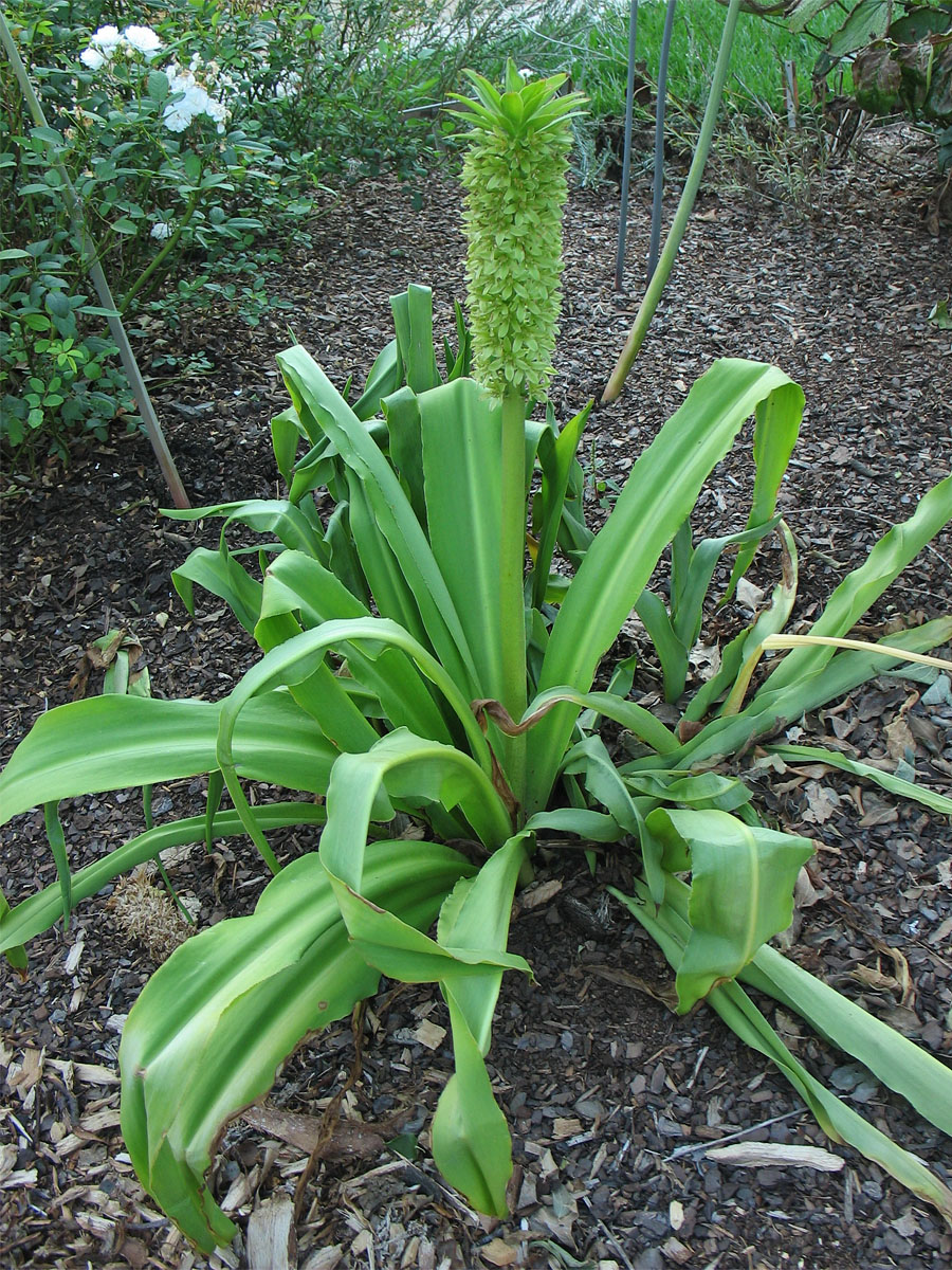 Image of genus Eucomis specimen.