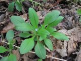 Myosotis sparsiflora