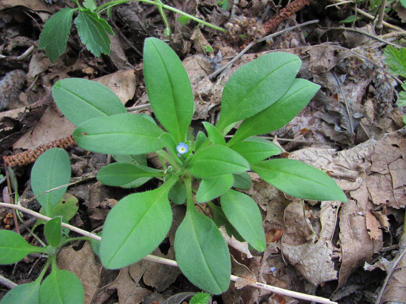 Image of Myosotis sparsiflora specimen.