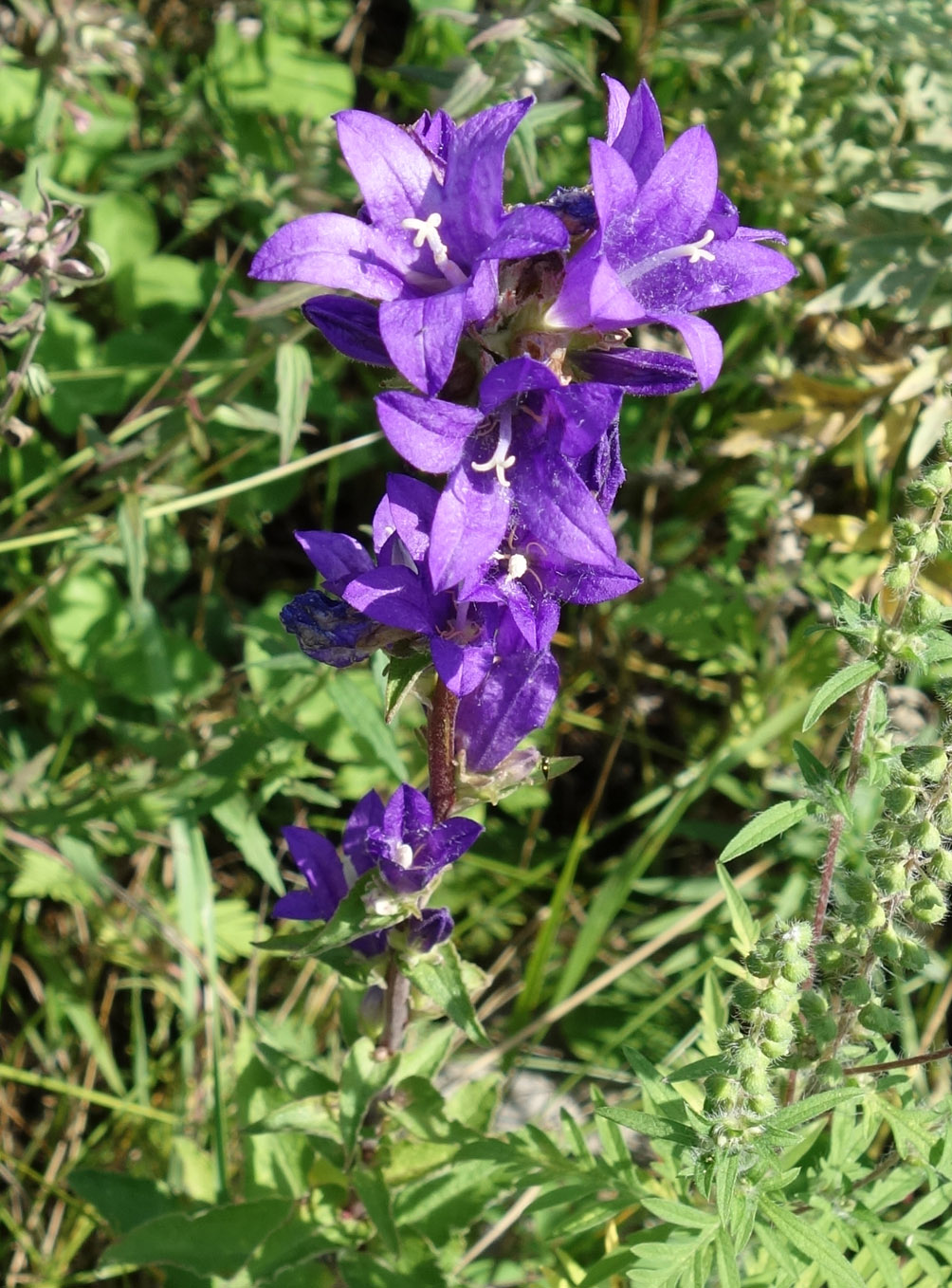 Изображение особи Campanula cephalotes.