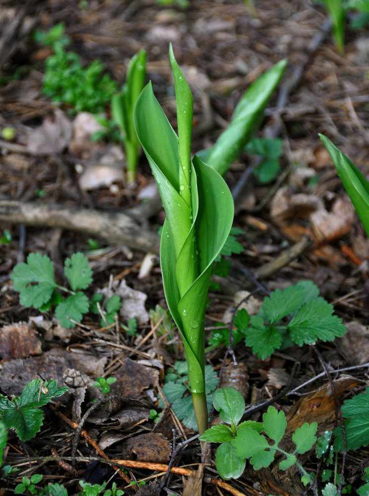 Изображение особи Convallaria majalis.