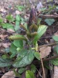 Ajuga reptans