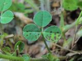 Medicago lupulina
