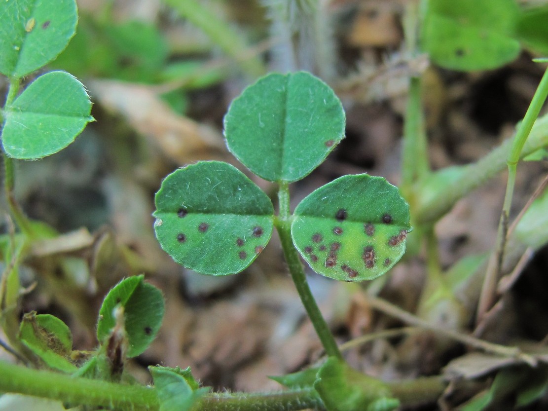 Изображение особи Medicago lupulina.