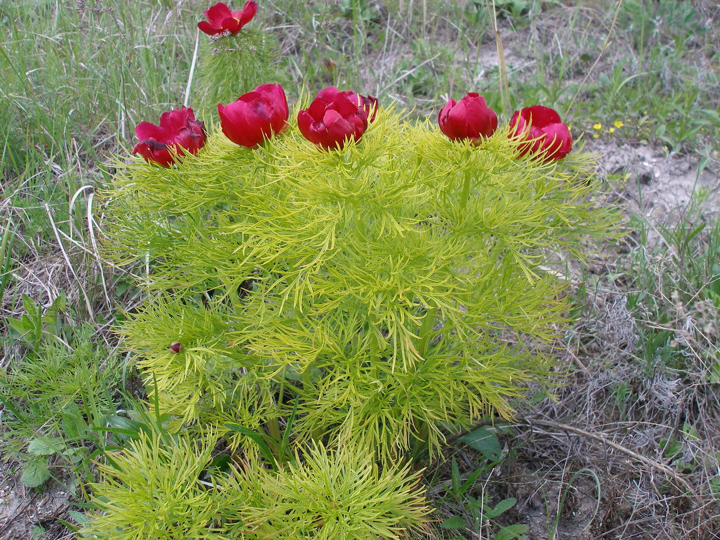 Image of Paeonia tenuifolia specimen.