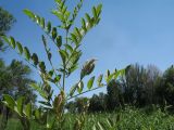 Glycyrrhiza glandulifera. Верхушка плодоносящего растения с незрелыми плодами. Казахстан, г. Тараз, левый борт долины р. Ушбулак (Карасу), лугово-степной околопойменный склон вост. экспозиции. 17 июня 2020 г.