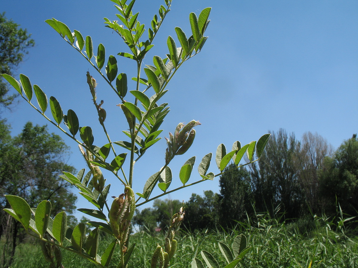 Изображение особи Glycyrrhiza glandulifera.