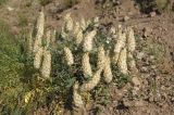 Astragalus lupulinus