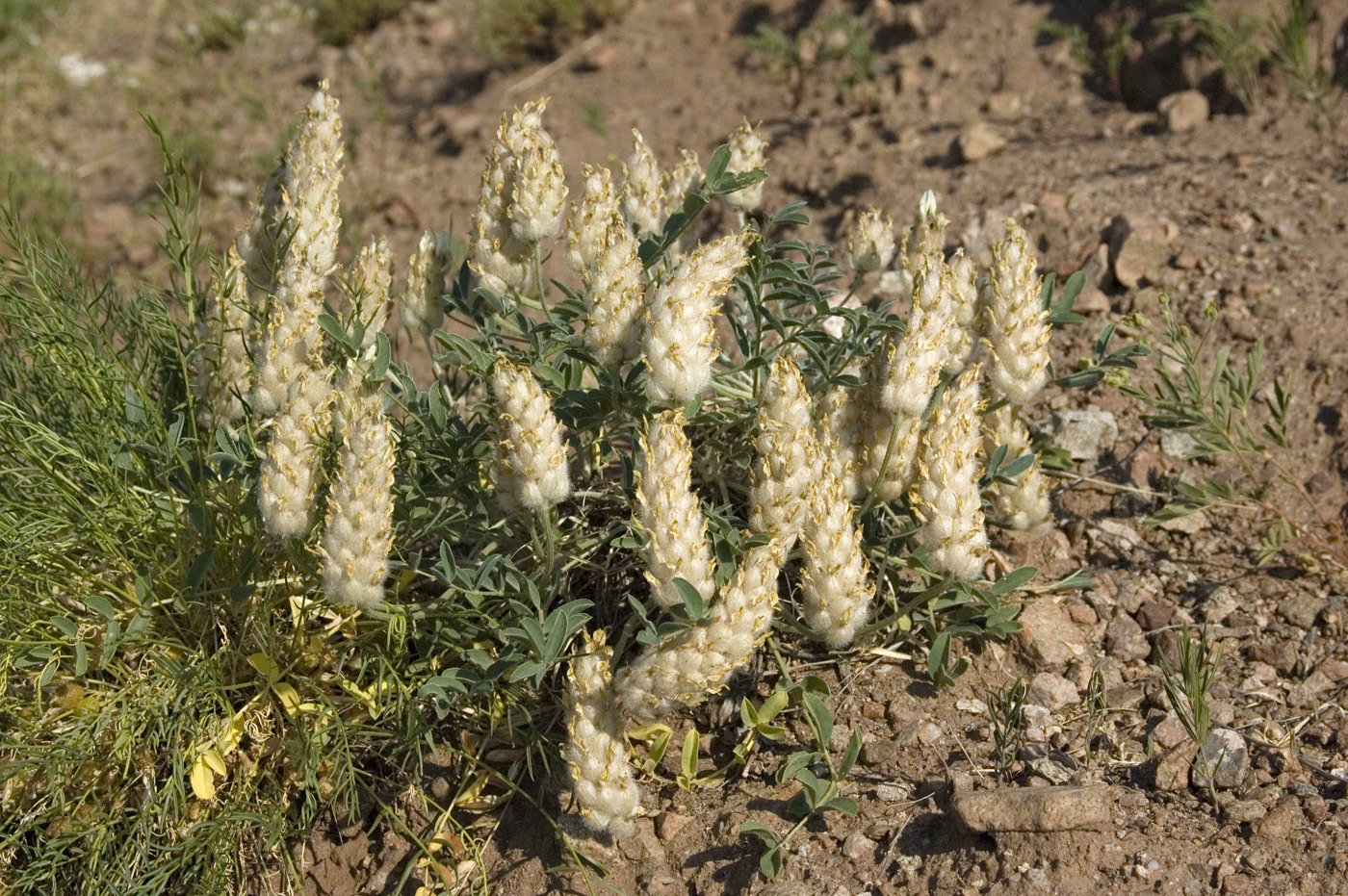 Image of Astragalus lupulinus specimen.