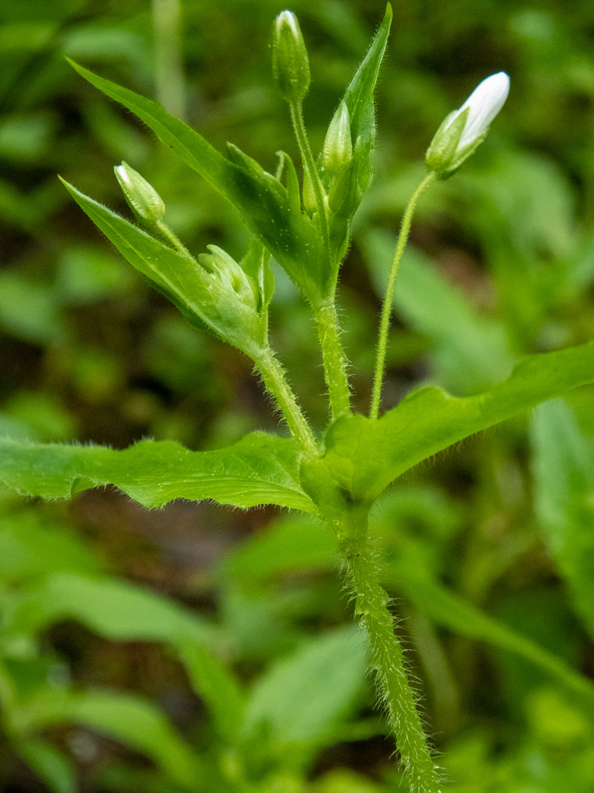 Image of Stellaria nemorum specimen.