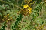 Hypericum perforatum