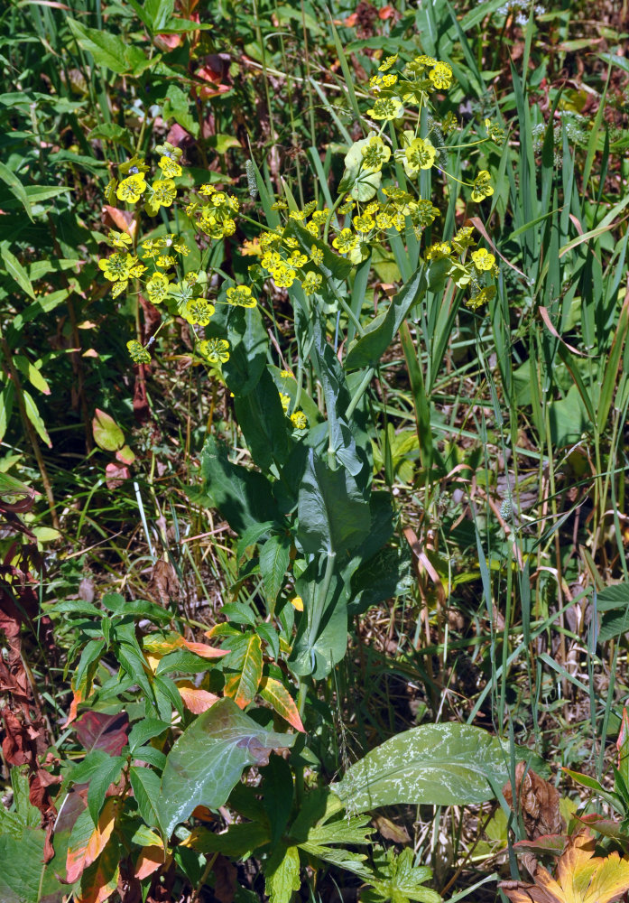 Image of Bupleurum longifolium ssp. aureum specimen.