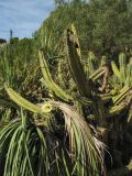 familia Cactaceae. Цветущее растение. Испания, Каталония, провинция Girona, Costa Brava, Blanes, ботанический сад \"Pinya de Rosa\". 27 октября 2008 г.