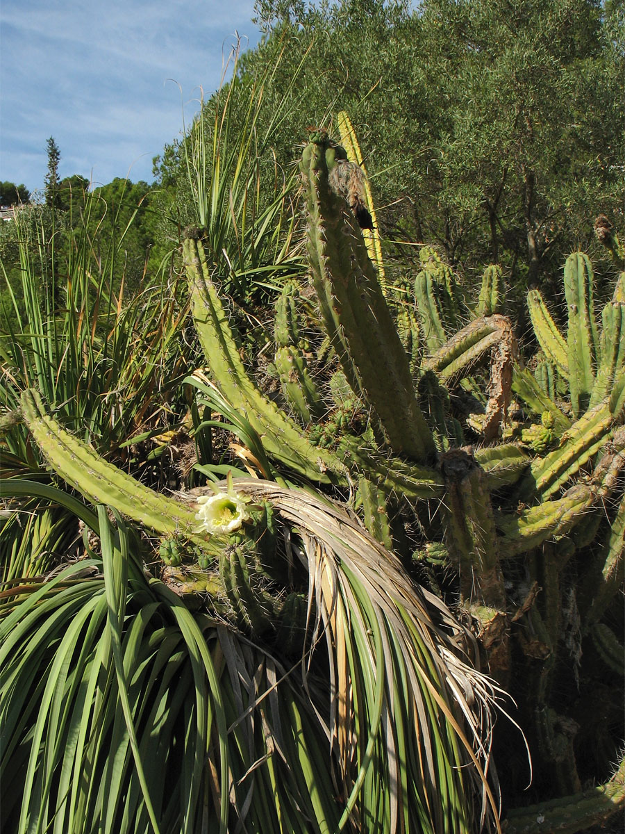 Изображение особи семейство Cactaceae.