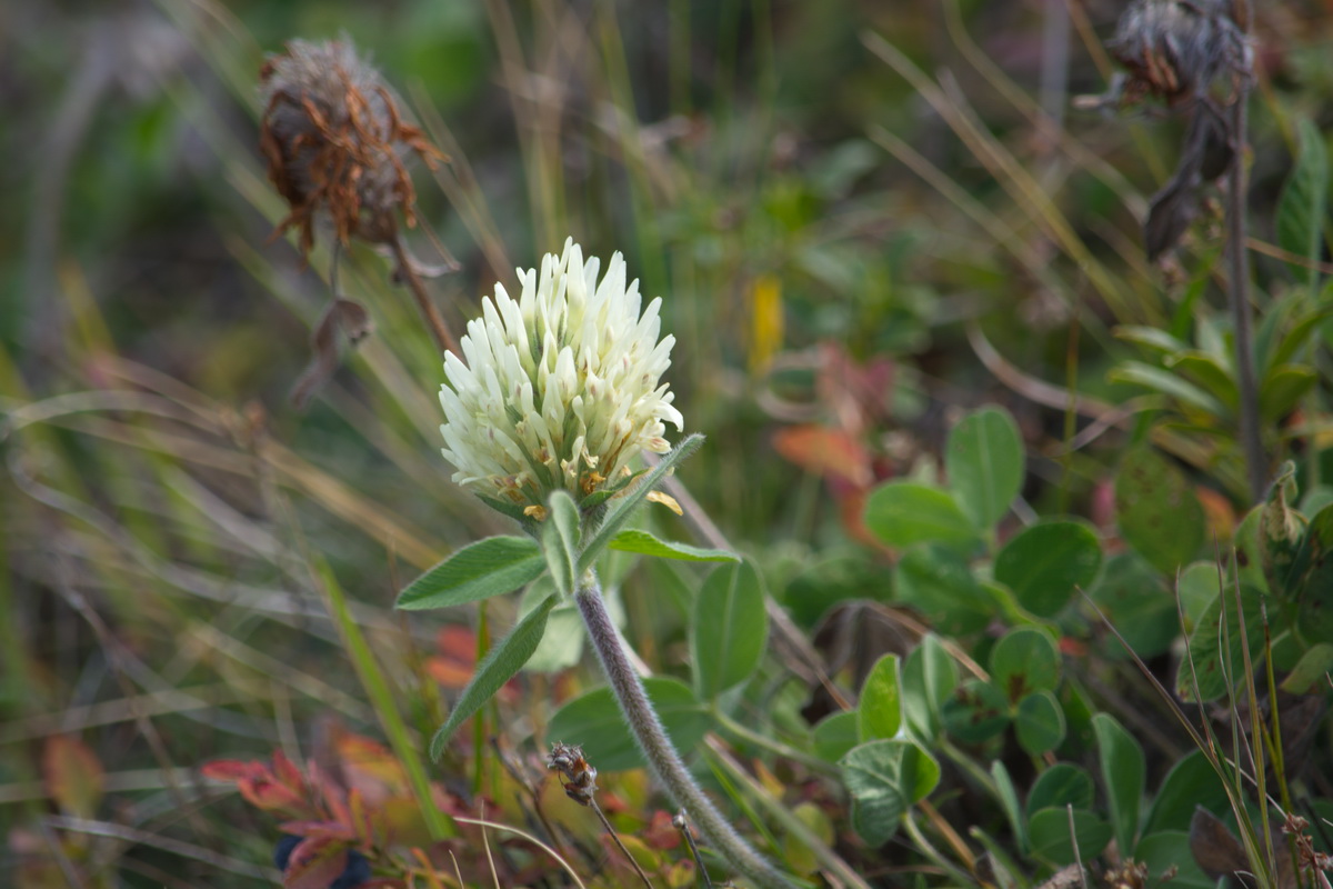 Image of Trifolium canescens specimen.