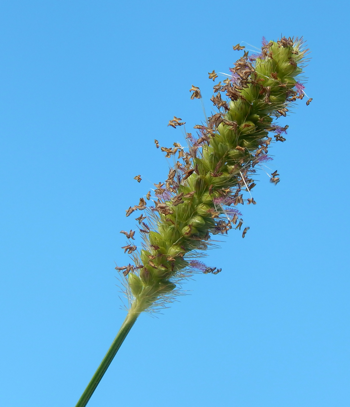 Image of Setaria pumila specimen.