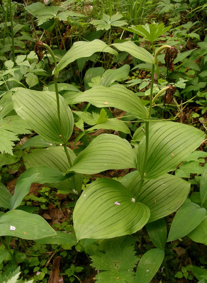 Изображение особи Cypripedium calceolus.