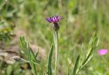 Centaurea cyanomorpha