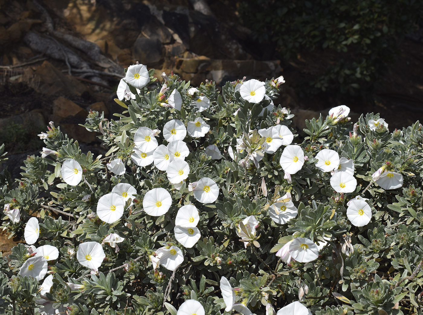 Изображение особи Convolvulus cneorum.