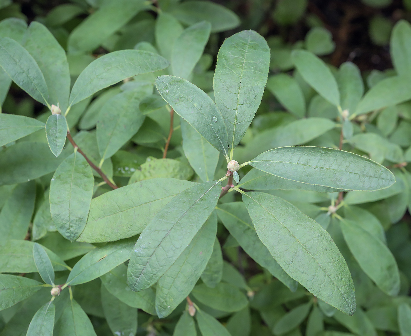 Image of Rhododendron canadense specimen.