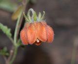 Caiophora cirsiifolia. Цветок. Перу, регион Куско, археологический комплекс \"Писак\", нижняя часть склона северо-западной экспозиции. 12.10.2020.