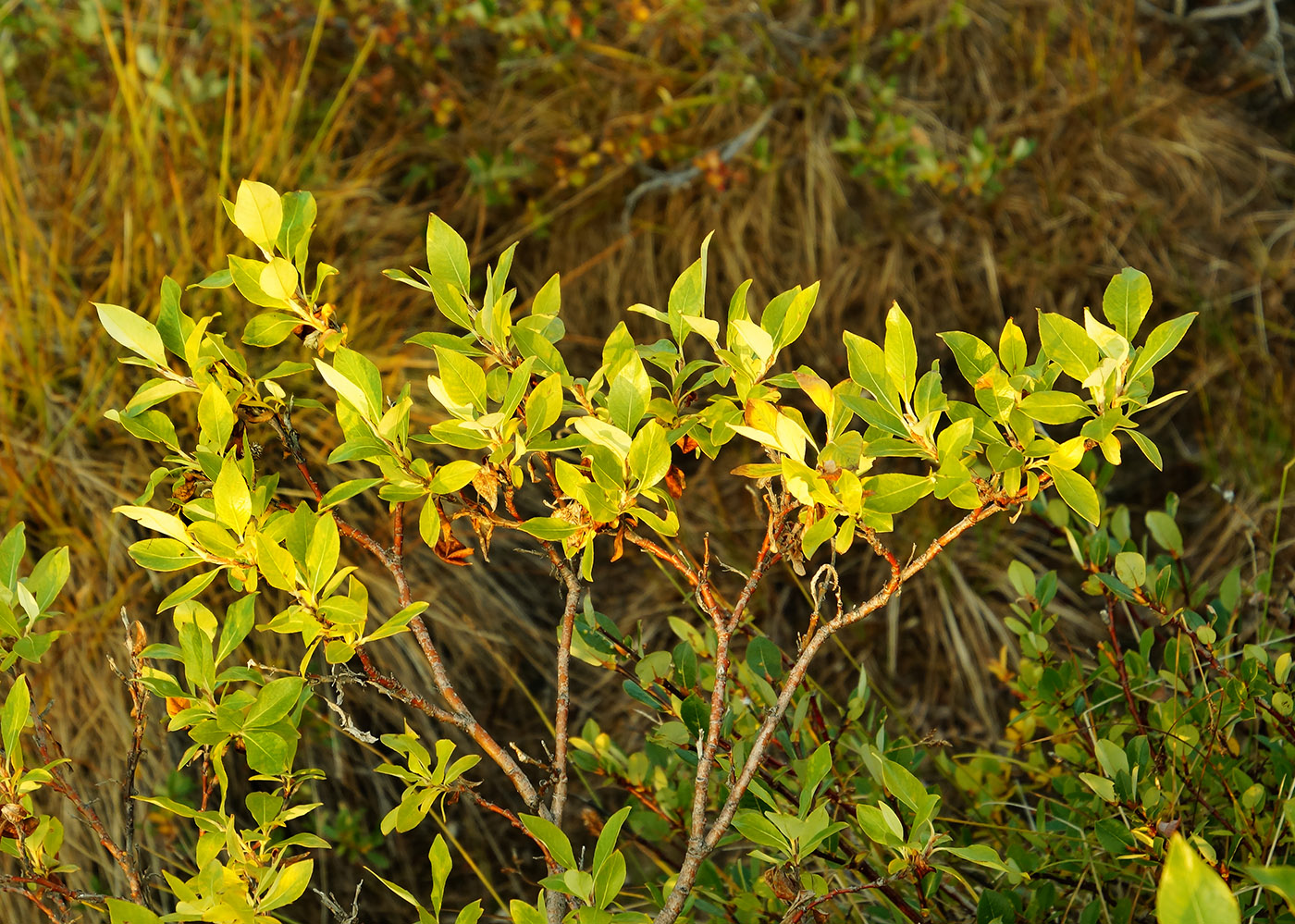 Изображение особи Salix pulchra.