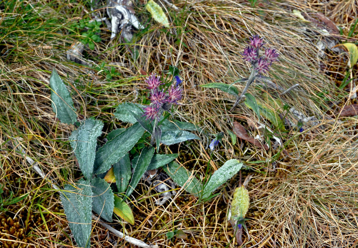 Изображение особи Saussurea igoschinae.