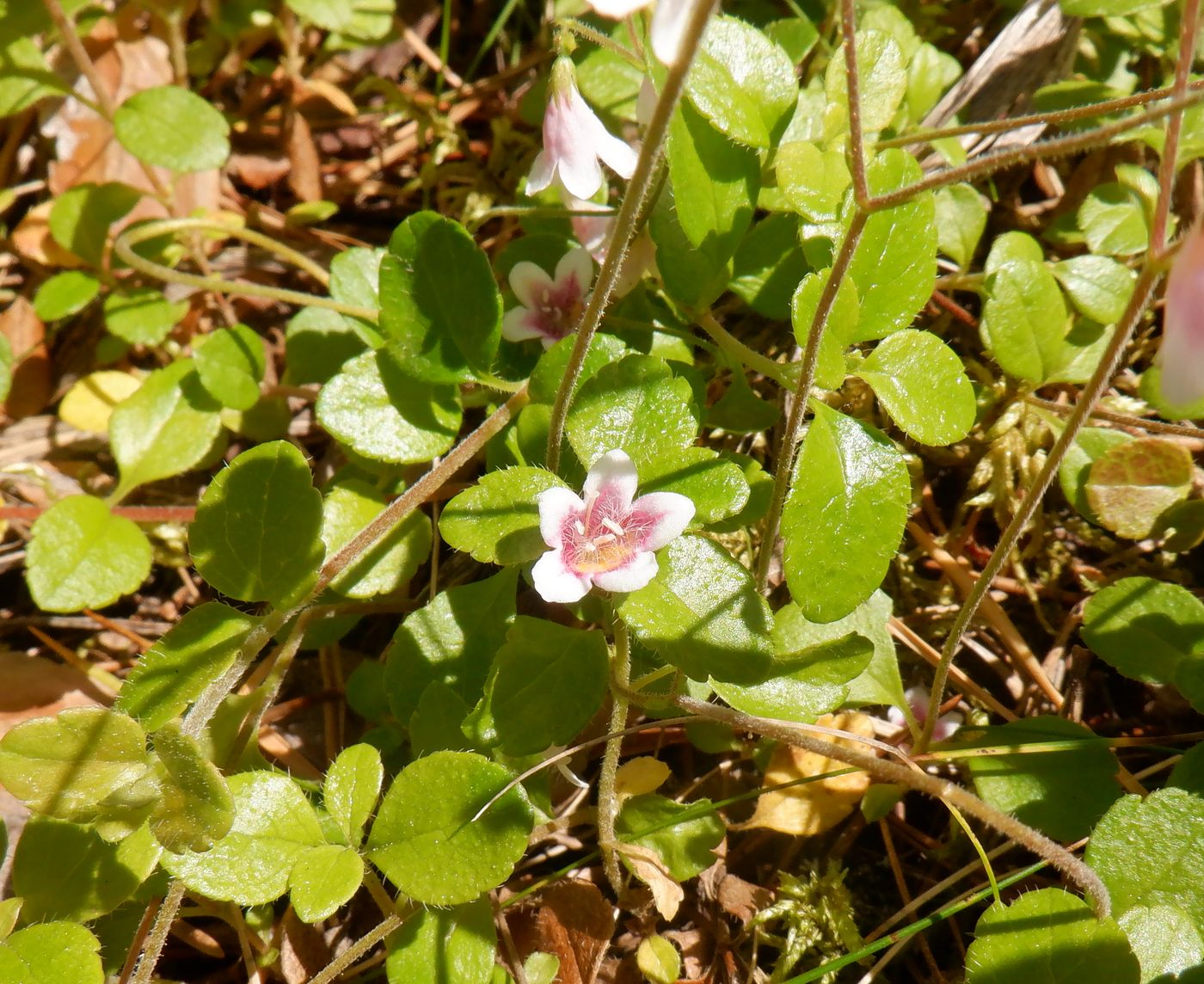 Image of Linnaea borealis specimen.