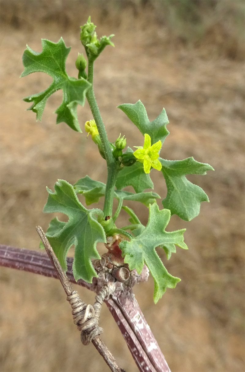 Image of Kedrostis gijef specimen.