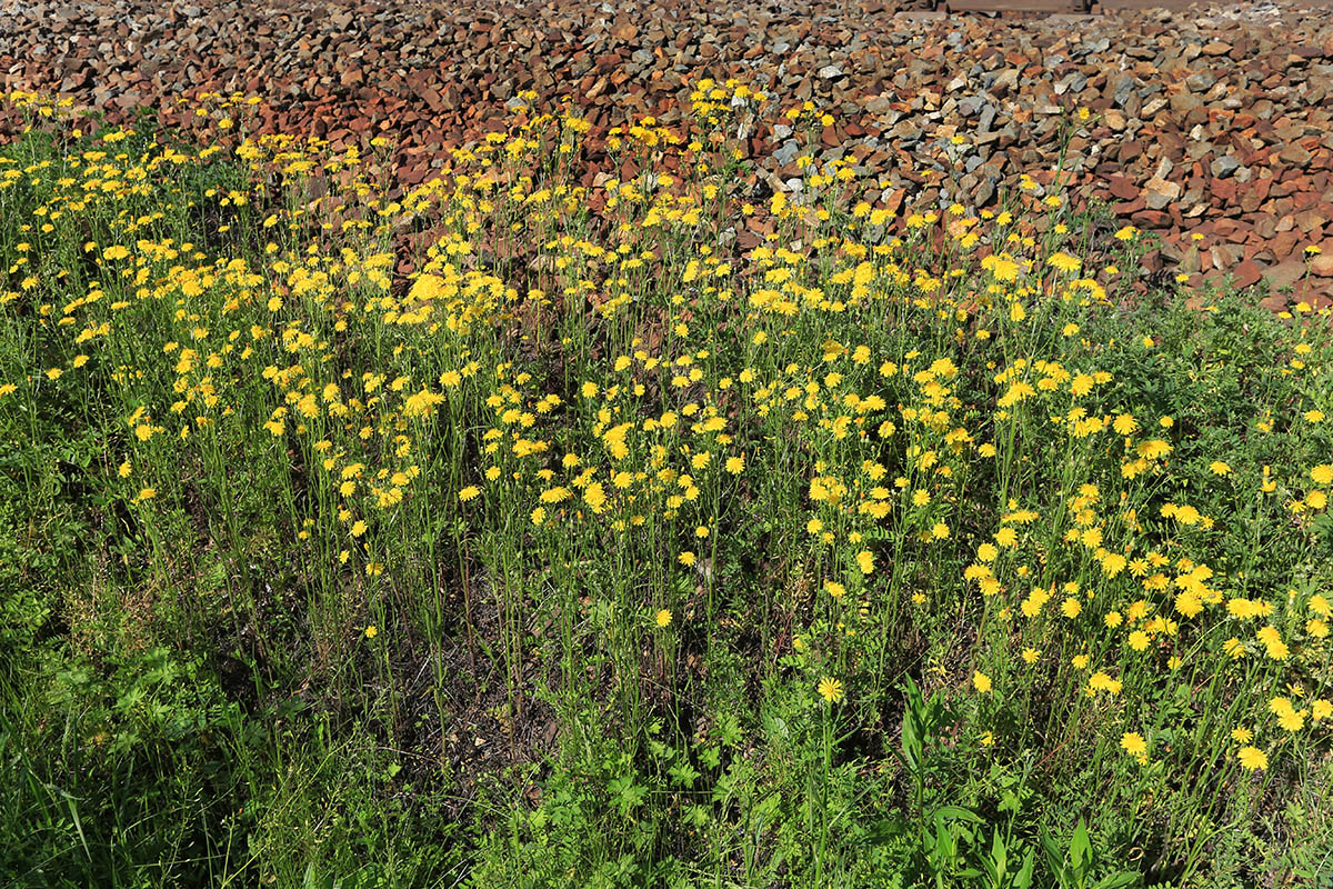 Изображение особи Crepis tectorum.