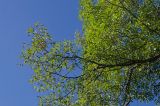 genus Salix. Часть кроны. Башкортостан, Гафурийский р-н, окр. дер. Толпарово, долина р. Зилим, заросшая луговой растительностью речная терраса. 3 сентября 2020 г.