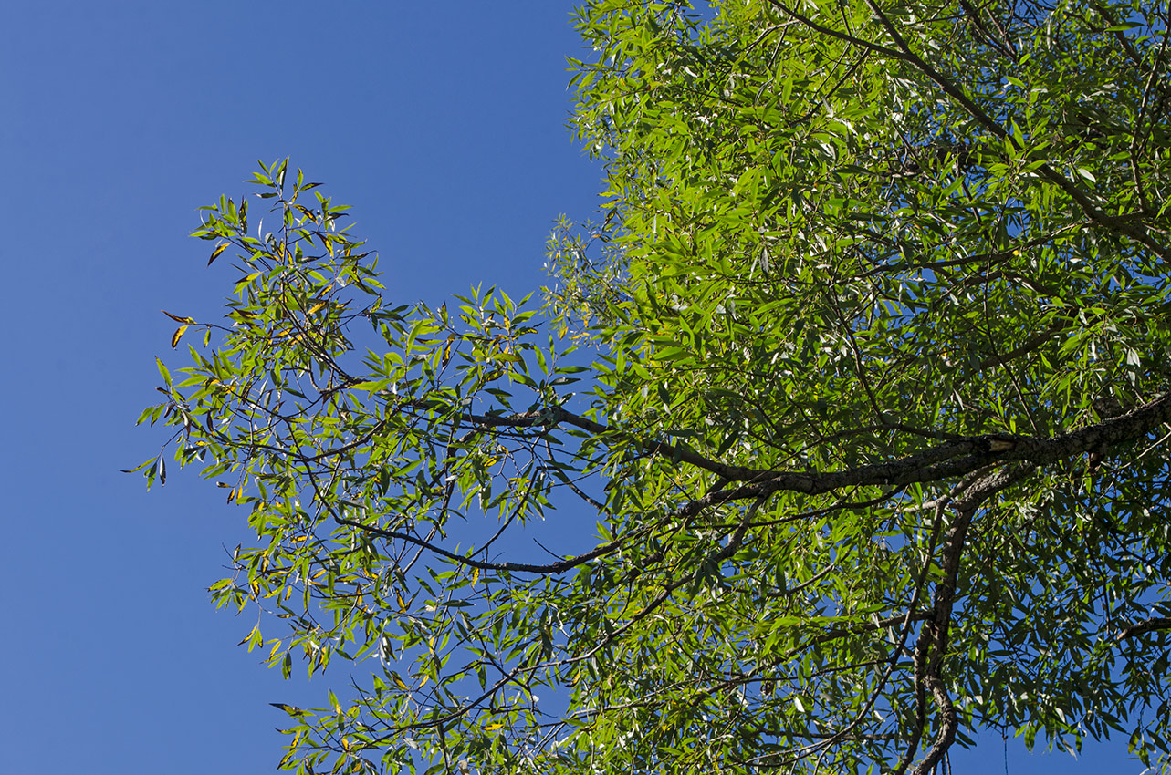 Изображение особи род Salix.