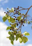 Alnus glutinosa. Ветвь с незрелыми и вскрывшимися прошлогодними соплодиями. Ленинградская обл., Кингисеппский р-н, окр. дер. Урмизно, берег Финского залива, песчаный пляж. 04.07.2020.