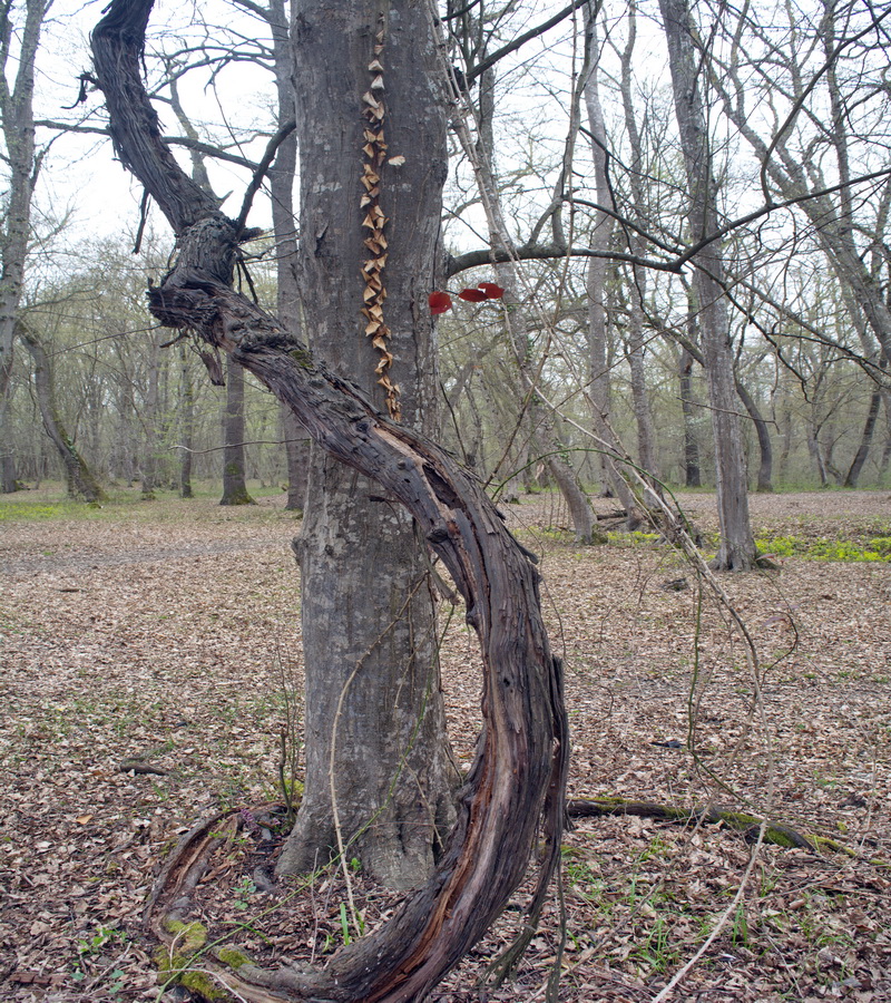 Image of Hedera pastuchovii specimen.