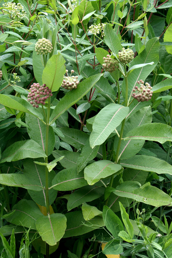 Изображение особи Asclepias syriaca.