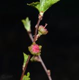 Louiseania triloba