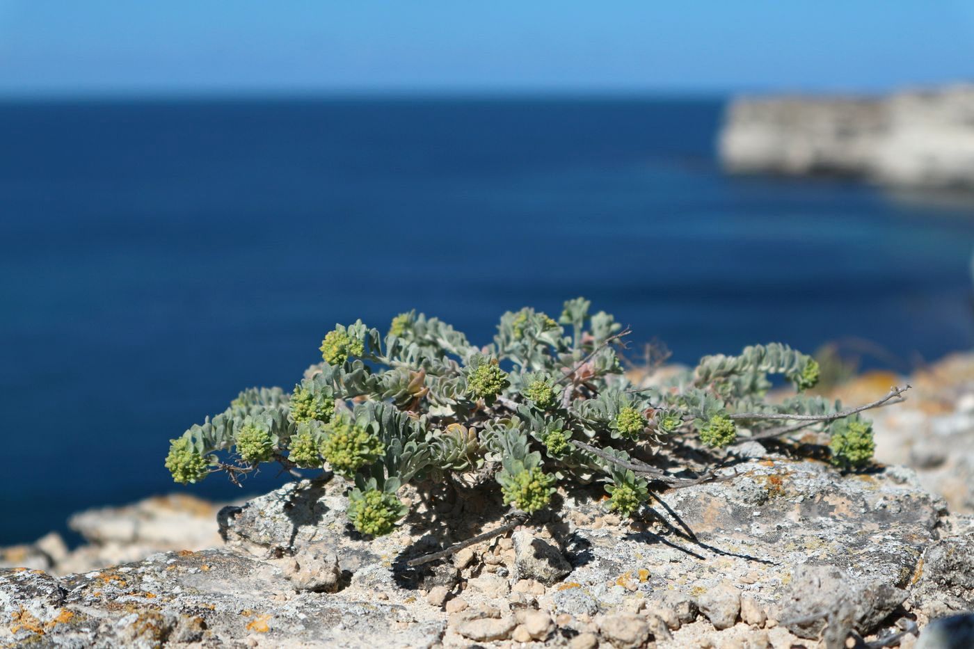 Image of genus Odontarrhena specimen.