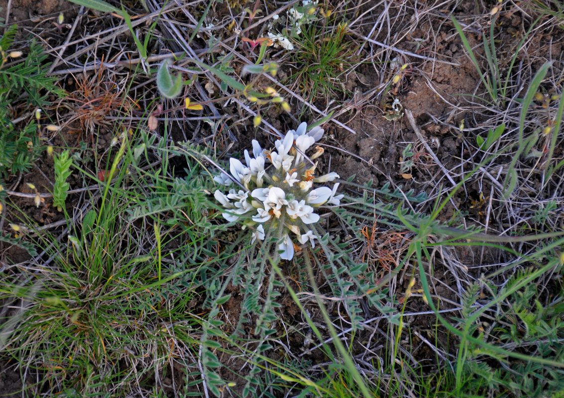 Image of Astragalus testiculatus specimen.