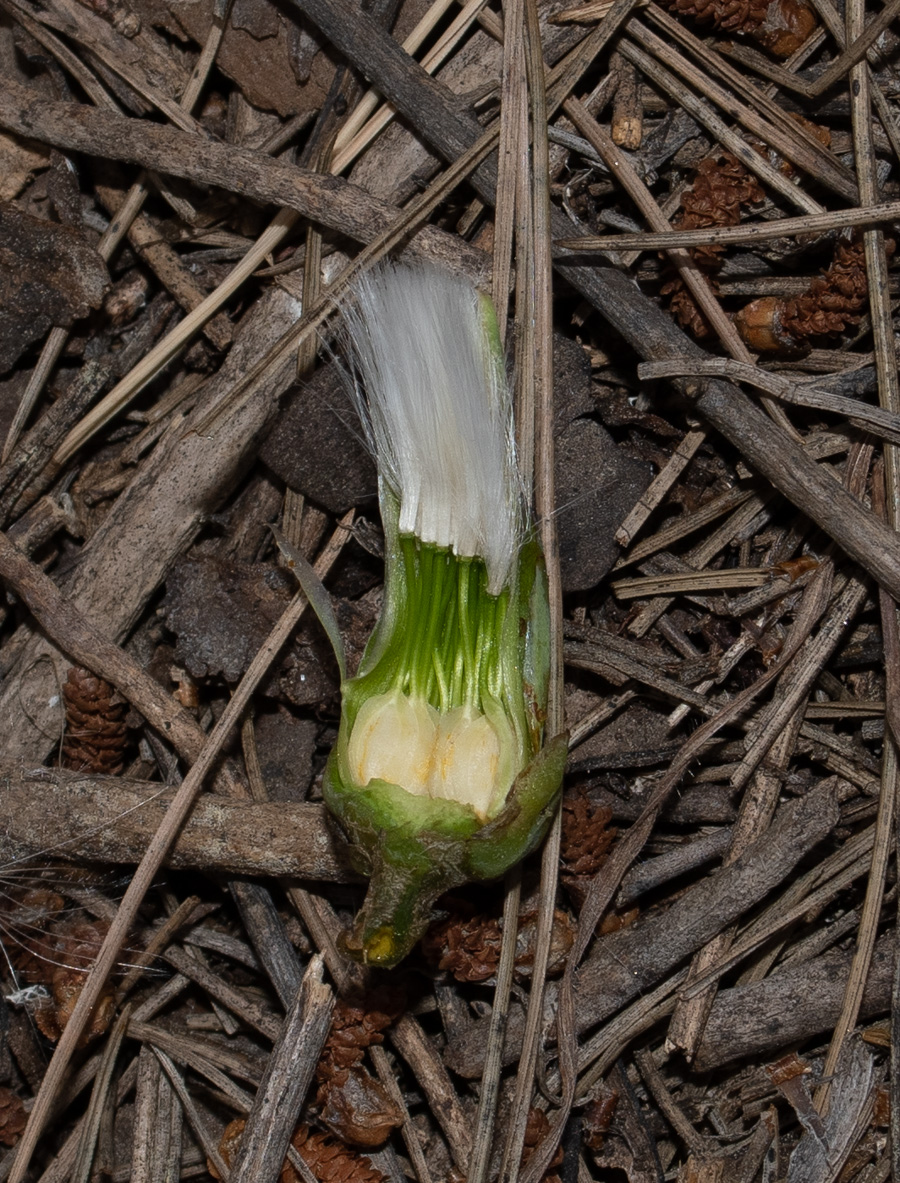 Image of Lactuca tuberosa specimen.